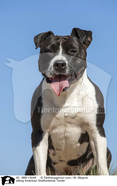 sitting American Staffordshire Terrier / MW-13048
