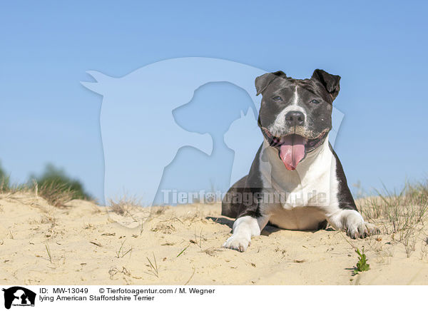lying American Staffordshire Terrier / MW-13049