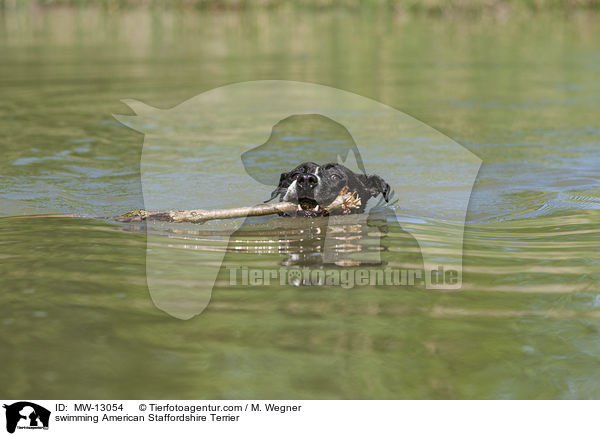 swimming American Staffordshire Terrier / MW-13054