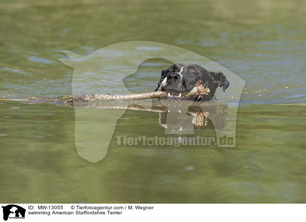 swimming American Staffordshire Terrier / MW-13055