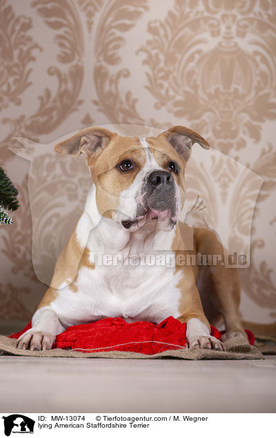 lying American Staffordshire Terrier / MW-13074
