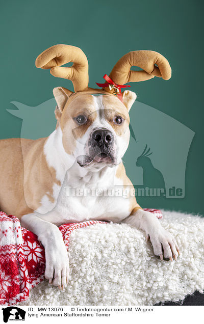 lying American Staffordshire Terrier / MW-13076