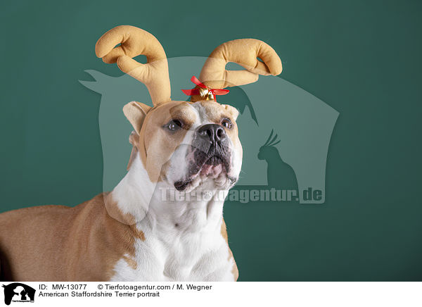 American Staffordshire Terrier portrait / MW-13077