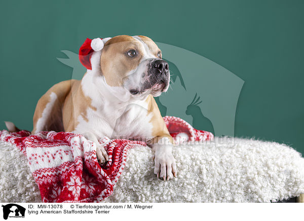 liegender American Staffordshire Terrier / lying American Staffordshire Terrier / MW-13078