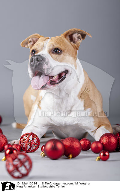 lying American Staffordshire Terrier / MW-13084