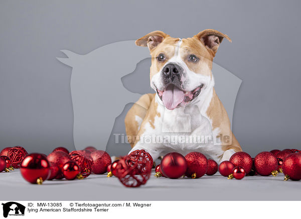 lying American Staffordshire Terrier / MW-13085