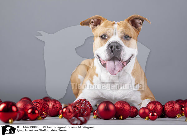 liegender American Staffordshire Terrier / lying American Staffordshire Terrier / MW-13086