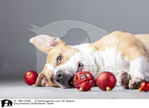 lying American Staffordshire Terrier / MW-13088