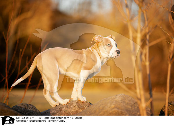 American Staffordshire Terrier Puppy / SZ-01371