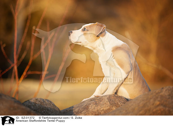 American Staffordshire Terrier Puppy / SZ-01372