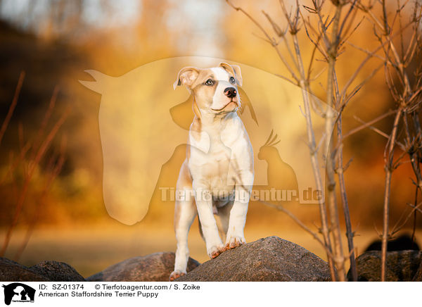 American Staffordshire Terrier Puppy / SZ-01374