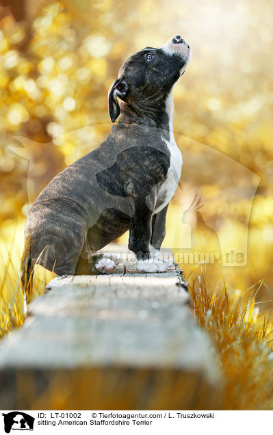 sitting American Staffordshire Terrier / LT-01002