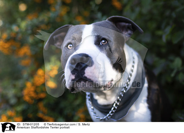American Staffordshire Terrier portrait / STM-01205