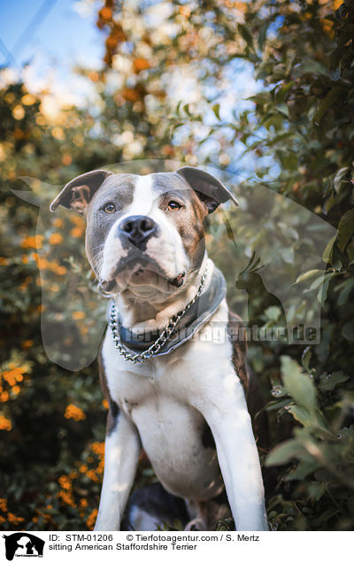 sitting American Staffordshire Terrier / STM-01206