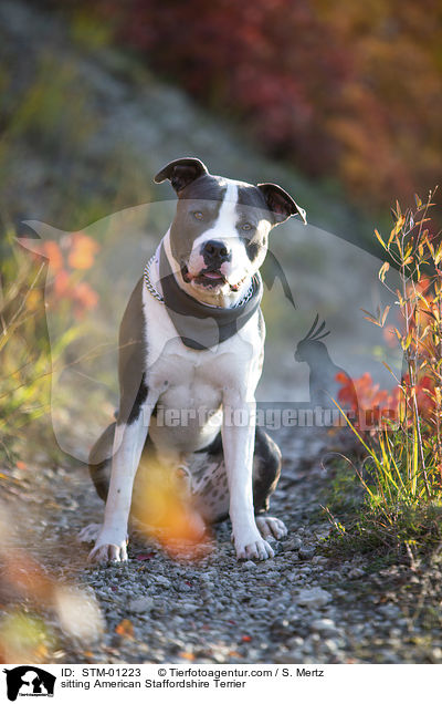 sitzender American Staffordshire Terrier / sitting American Staffordshire Terrier / STM-01223