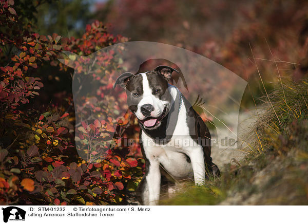 sitzender American Staffordshire Terrier / sitting American Staffordshire Terrier / STM-01232