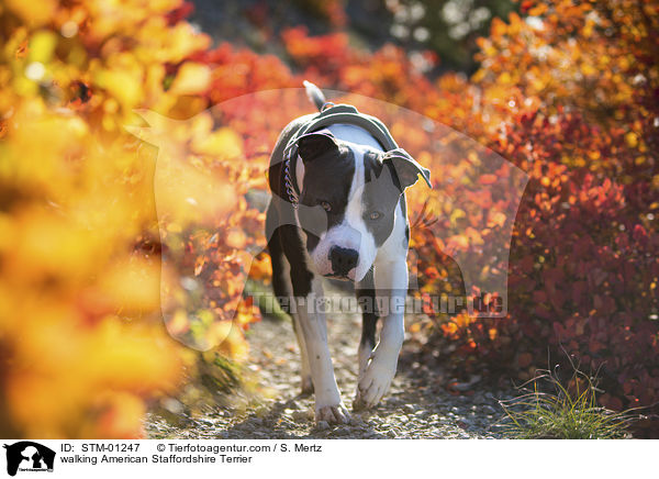 laufender American Staffordshire Terrier / walking American Staffordshire Terrier / STM-01247