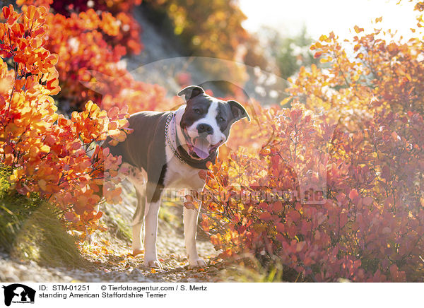 stehender American Staffordshire Terrier / standing American Staffordshire Terrier / STM-01251