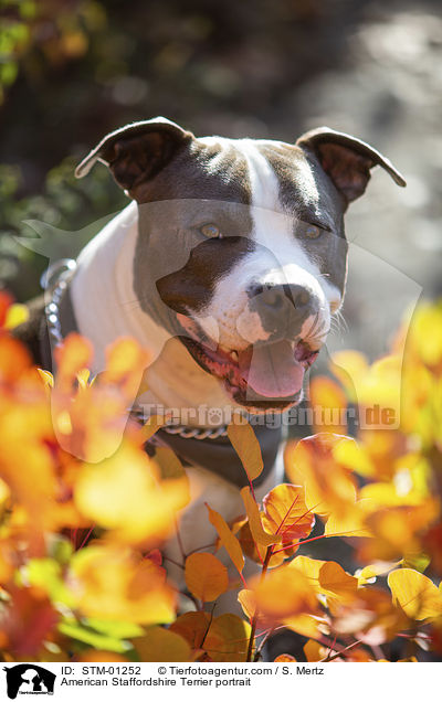 American Staffordshire Terrier Portrait / American Staffordshire Terrier portrait / STM-01252