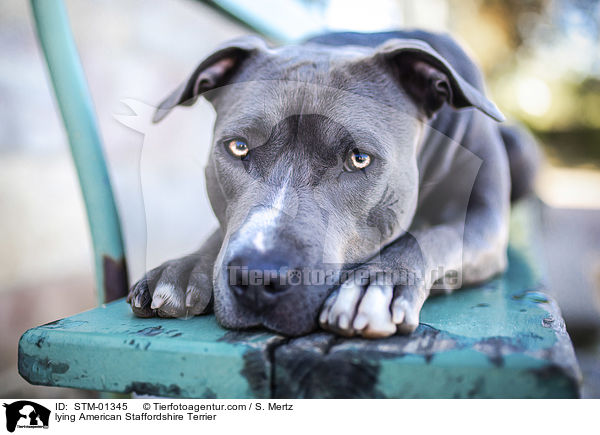 liegender American Staffordshire Terrier / lying American Staffordshire Terrier / STM-01345