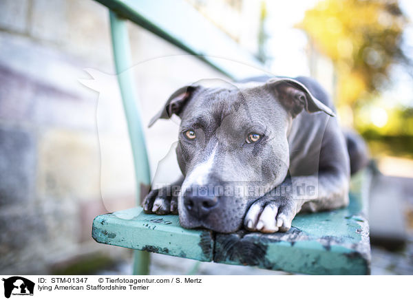 lying American Staffordshire Terrier / STM-01347