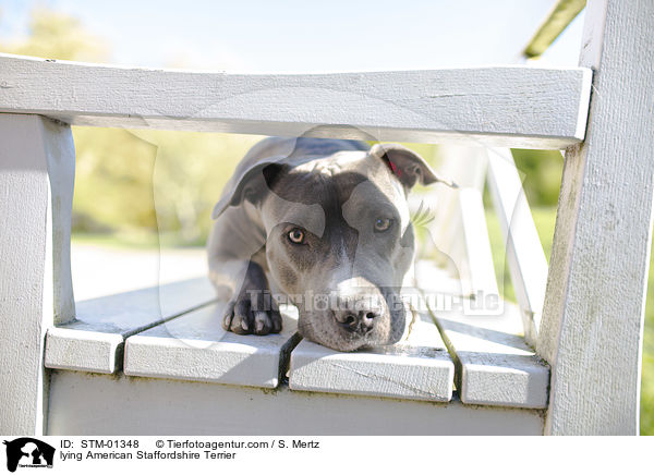 liegender American Staffordshire Terrier / lying American Staffordshire Terrier / STM-01348