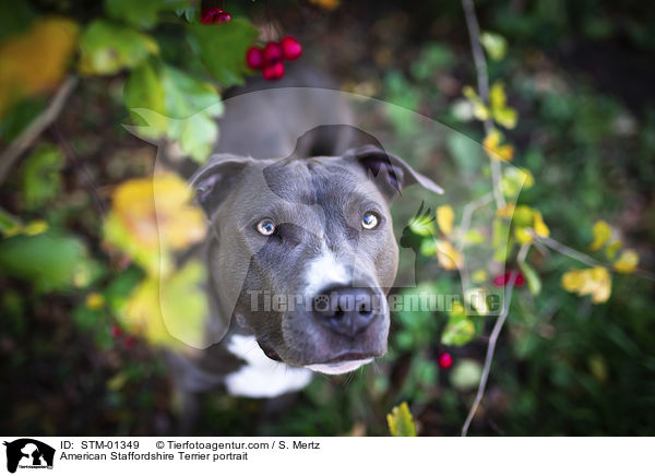 American Staffordshire Terrier portrait / STM-01349