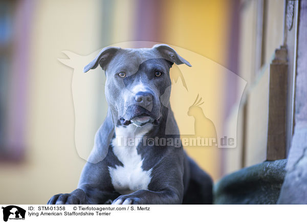 lying American Staffordshire Terrier / STM-01358