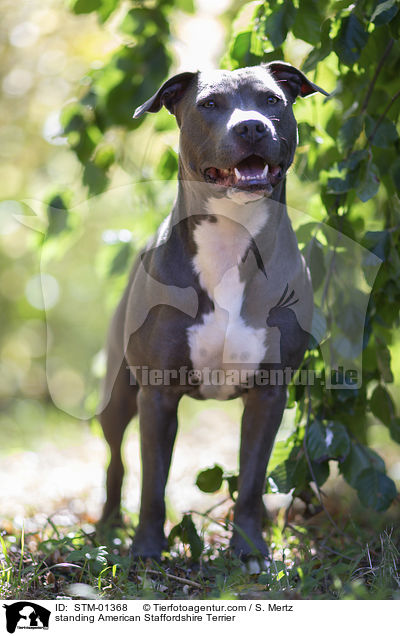 stehender American Staffordshire Terrier / standing American Staffordshire Terrier / STM-01368