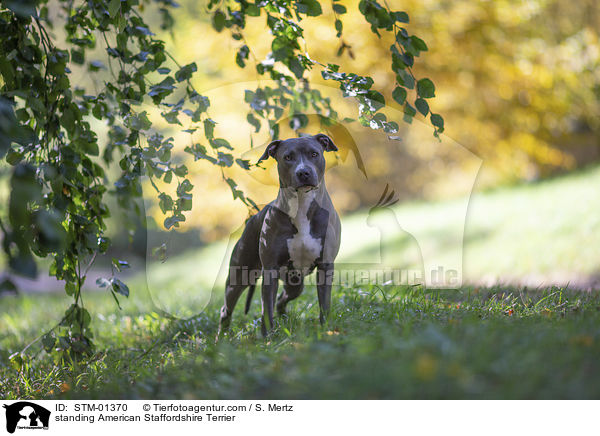 stehender American Staffordshire Terrier / standing American Staffordshire Terrier / STM-01370