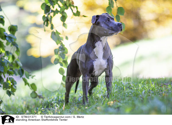 standing American Staffordshire Terrier / STM-01371