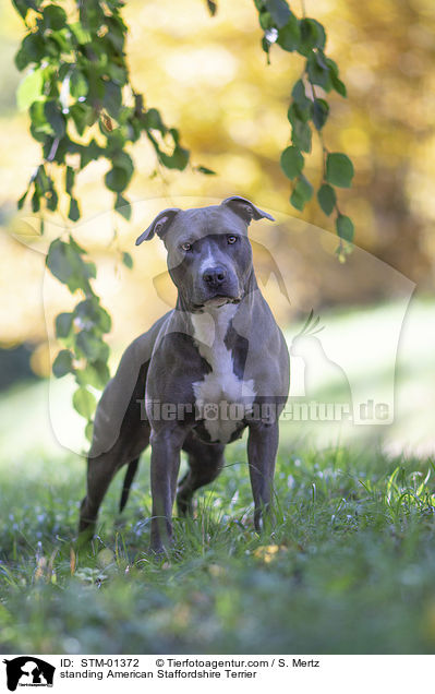 stehender American Staffordshire Terrier / standing American Staffordshire Terrier / STM-01372