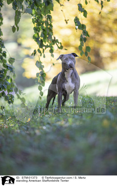 stehender American Staffordshire Terrier / standing American Staffordshire Terrier / STM-01373