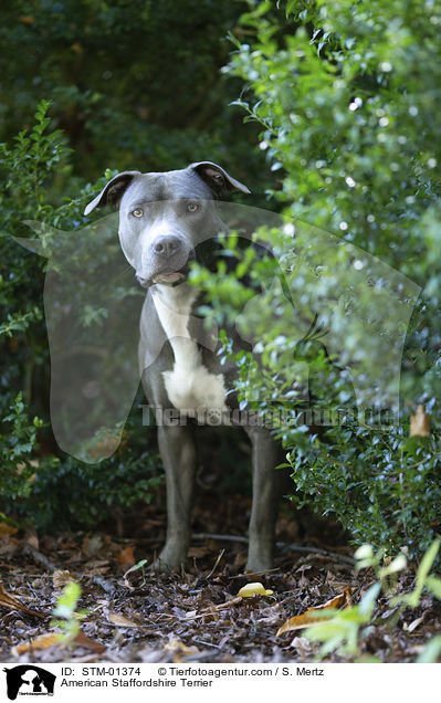 American Staffordshire Terrier / STM-01374