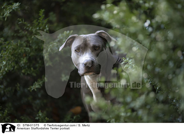 American Staffordshire Terrier portrait / STM-01375