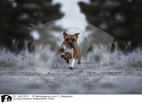 running American Staffordshire Terrier / LB-01615