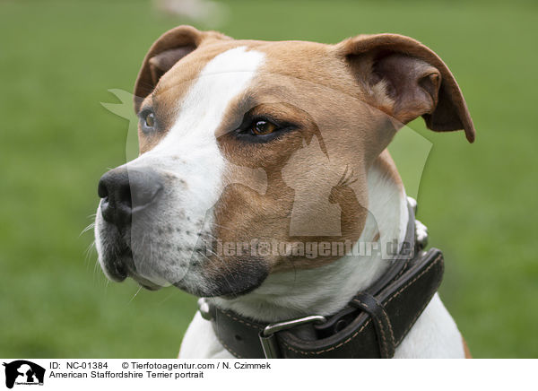 American Staffordshire Terrier Portrait / American Staffordshire Terrier portrait / NC-01384