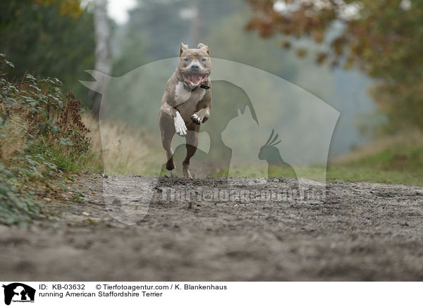 running American Staffordshire Terrier / KB-03632