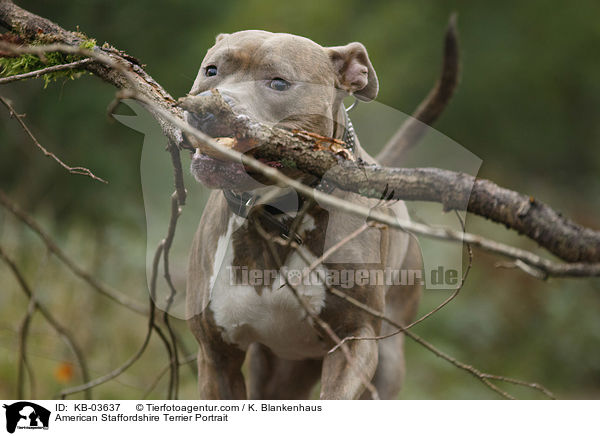 American Staffordshire Terrier Portrait / American Staffordshire Terrier Portrait / KB-03637