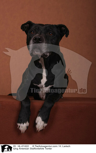 lying American Staffordshire Terrier / HL-01422