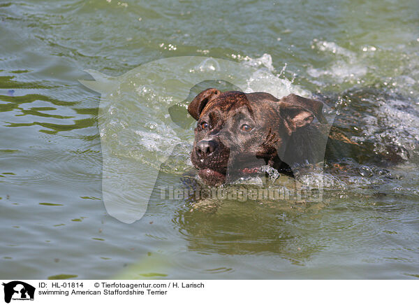swimming American Staffordshire Terrier / HL-01814