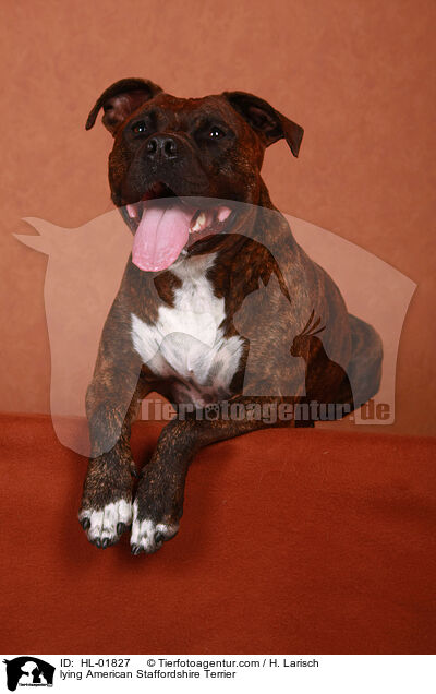 liegender American Staffordshire Terrier / lying American Staffordshire Terrier / HL-01827