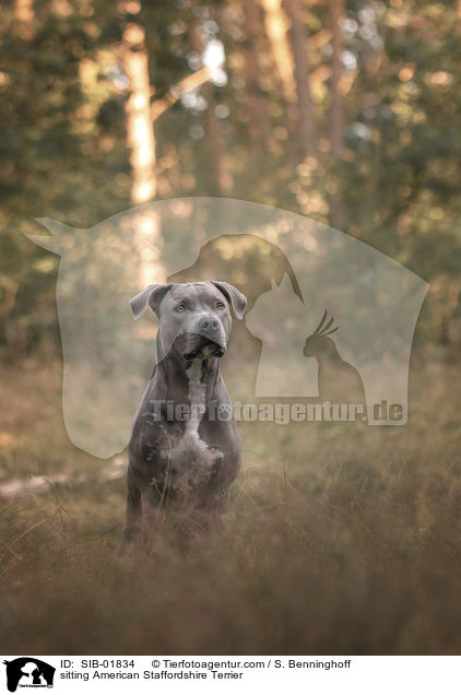 sitting American Staffordshire Terrier / SIB-01834