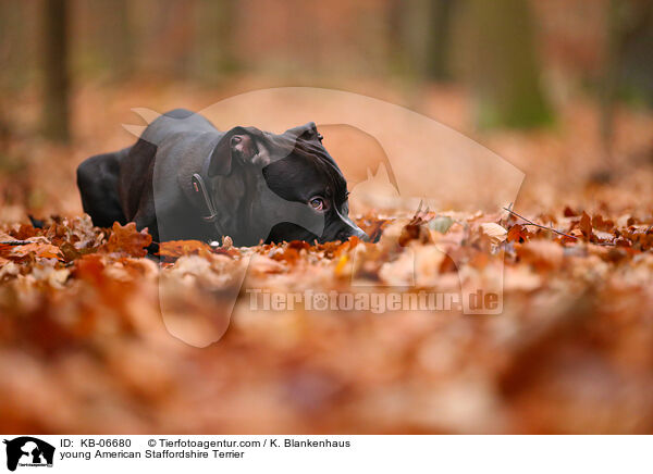 young American Staffordshire Terrier / KB-06680