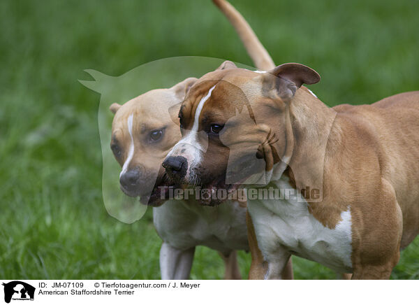 American Staffordshire Terrier / JM-07109