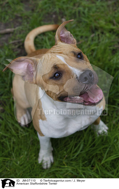 American Staffordshire Terrier / JM-07110