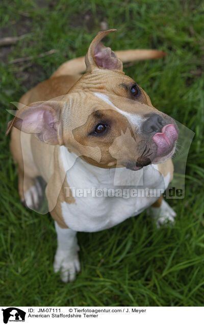 American Staffordshire Terrier / JM-07111