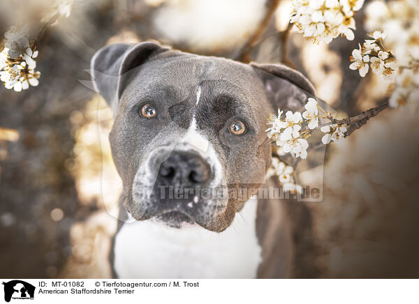American Staffordshire Terrier / MT-01082