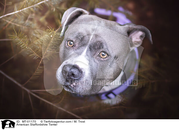 American Staffordshire Terrier / MT-01170