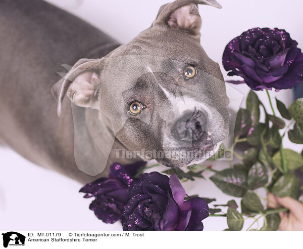 American Staffordshire Terrier / MT-01179